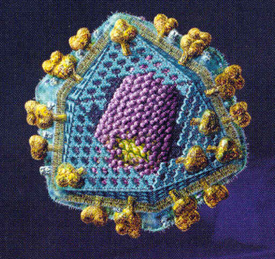 Ici : le VIH, d'après la revue du CNRS de 2004 sur les virus